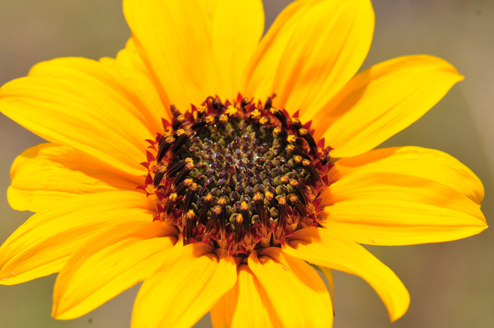 Prairie Sunflower has showy large bright yellow flowers. The flowers consist of both ray and disk florets. The fruit is now officially known as a cypsela and not an achene as previously thought. Helianthus petiolaris